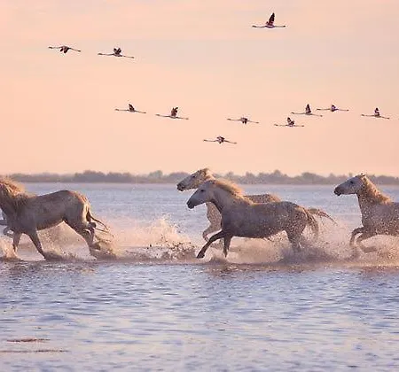 Les Jasses De Camargue * Галларг-ле-Монтюё